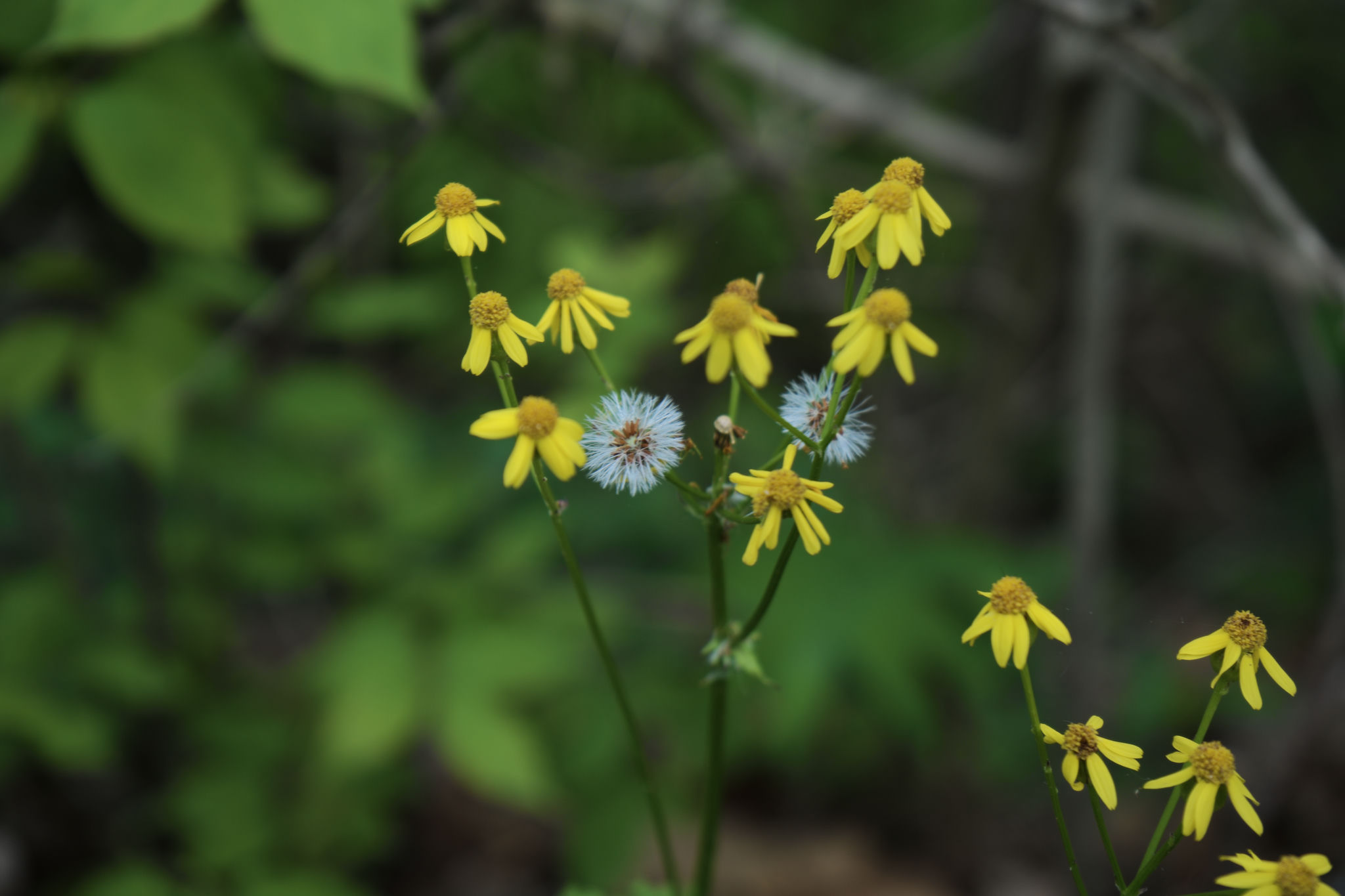 dsc06396_web