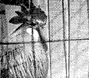 A chicken