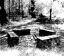 Benches in a forest