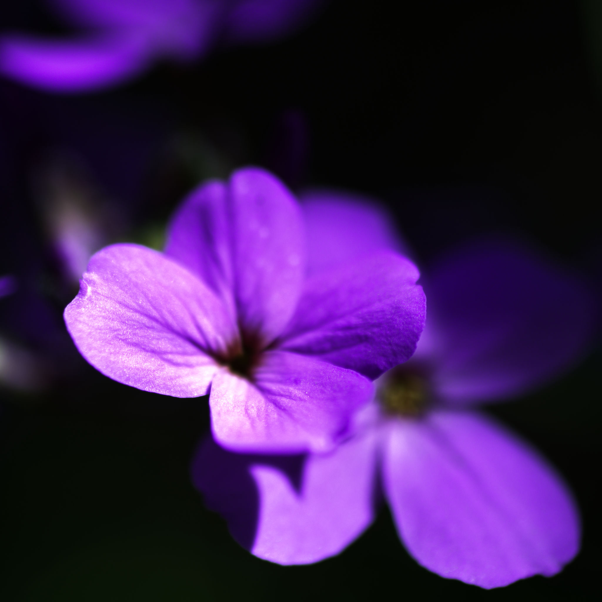 A flower macro