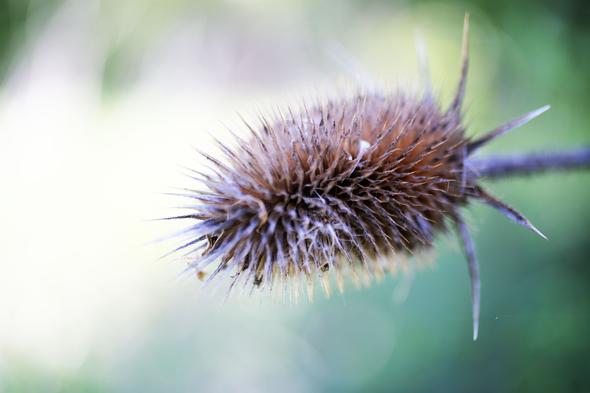 A spiky seed pod