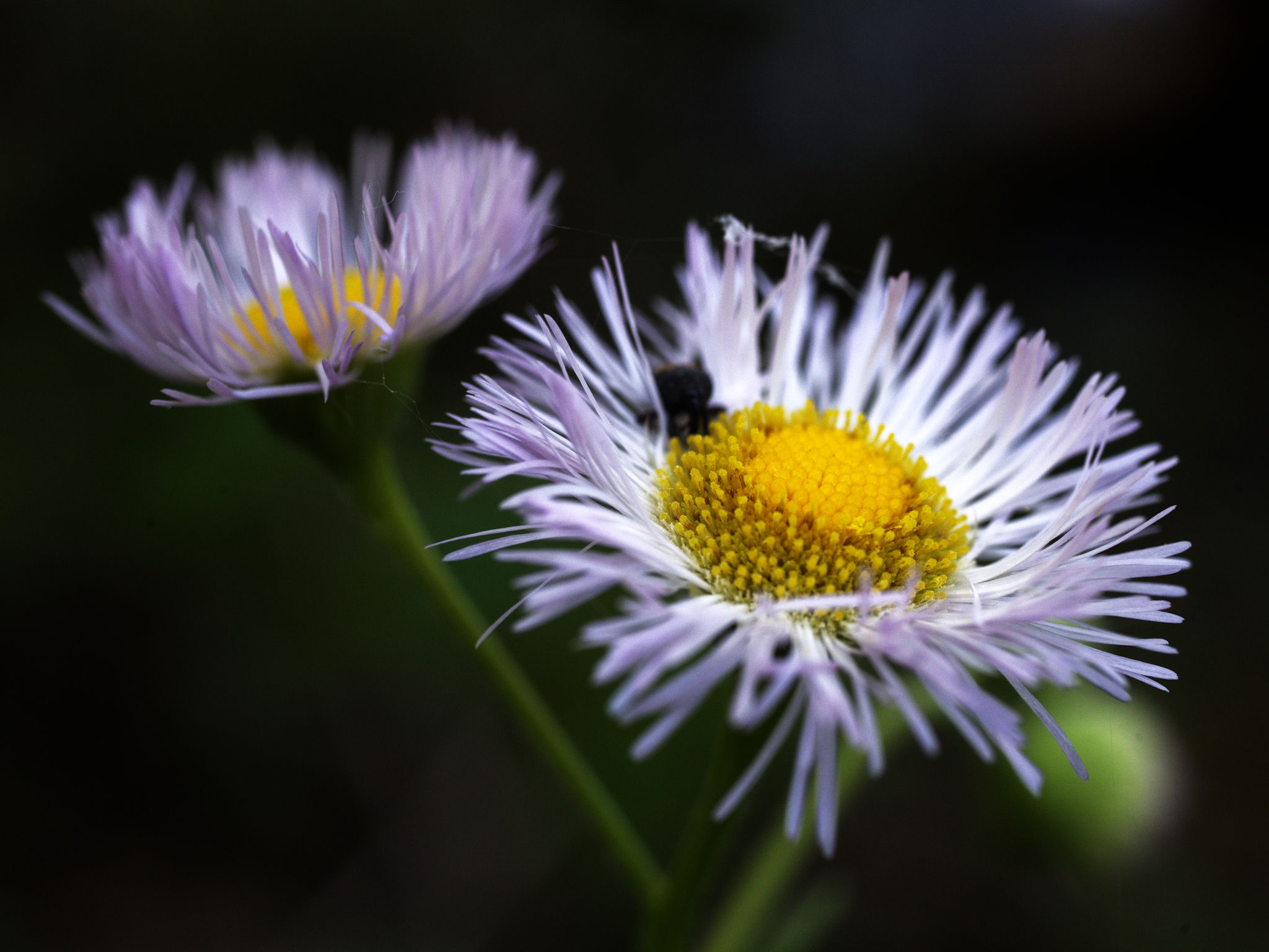 Flowers macro