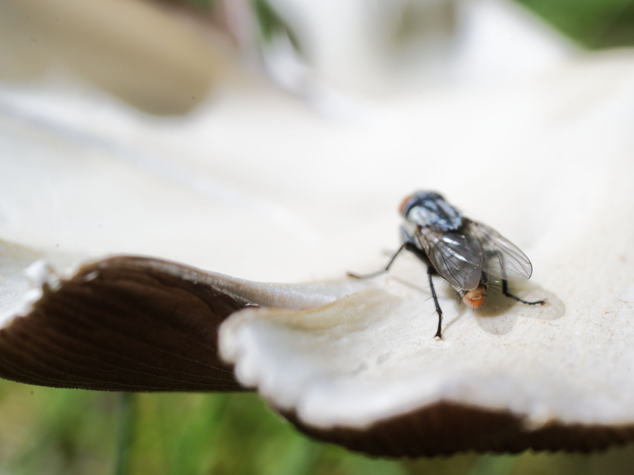 A fly on a mushroom