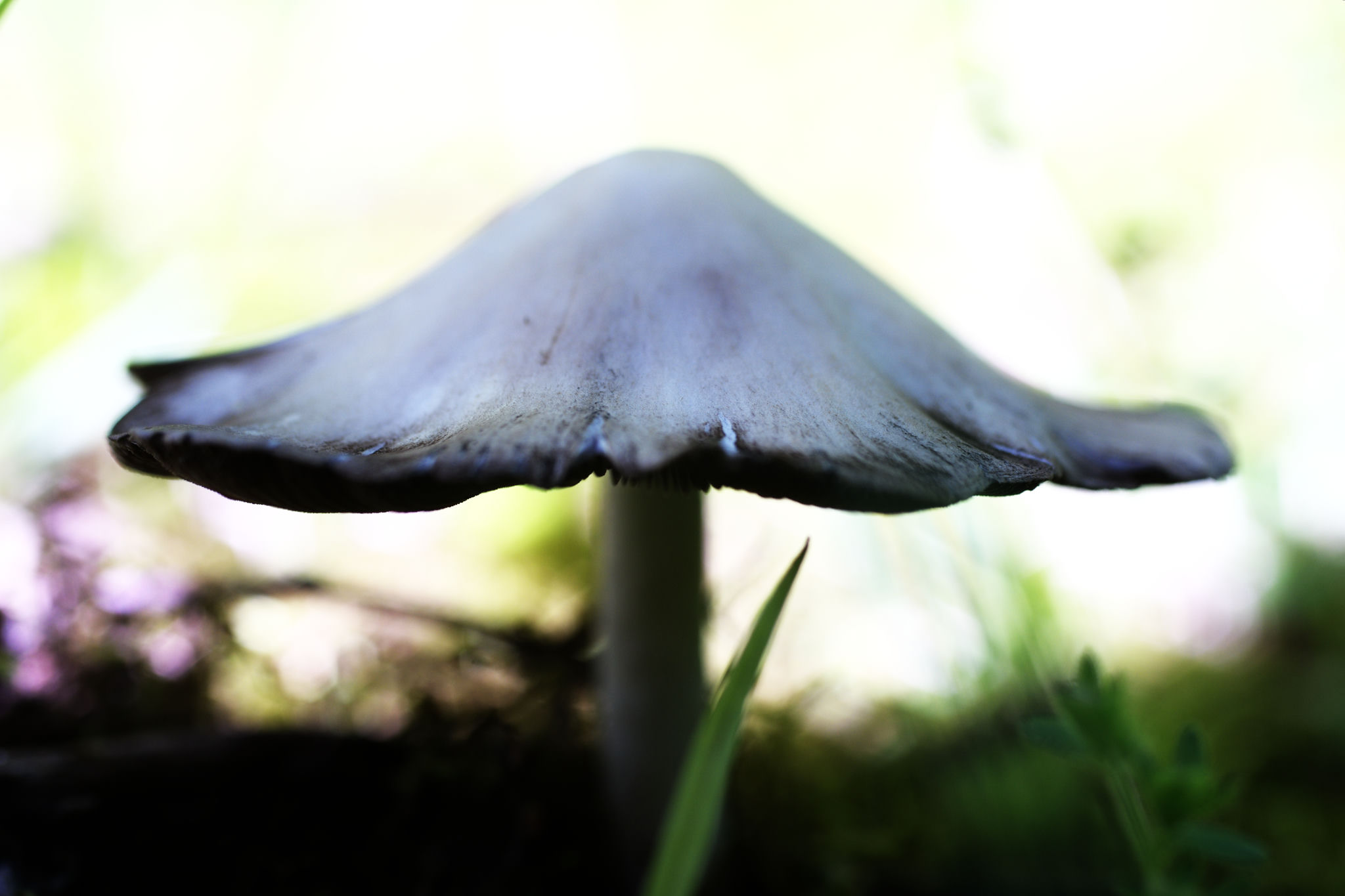 Mushroom