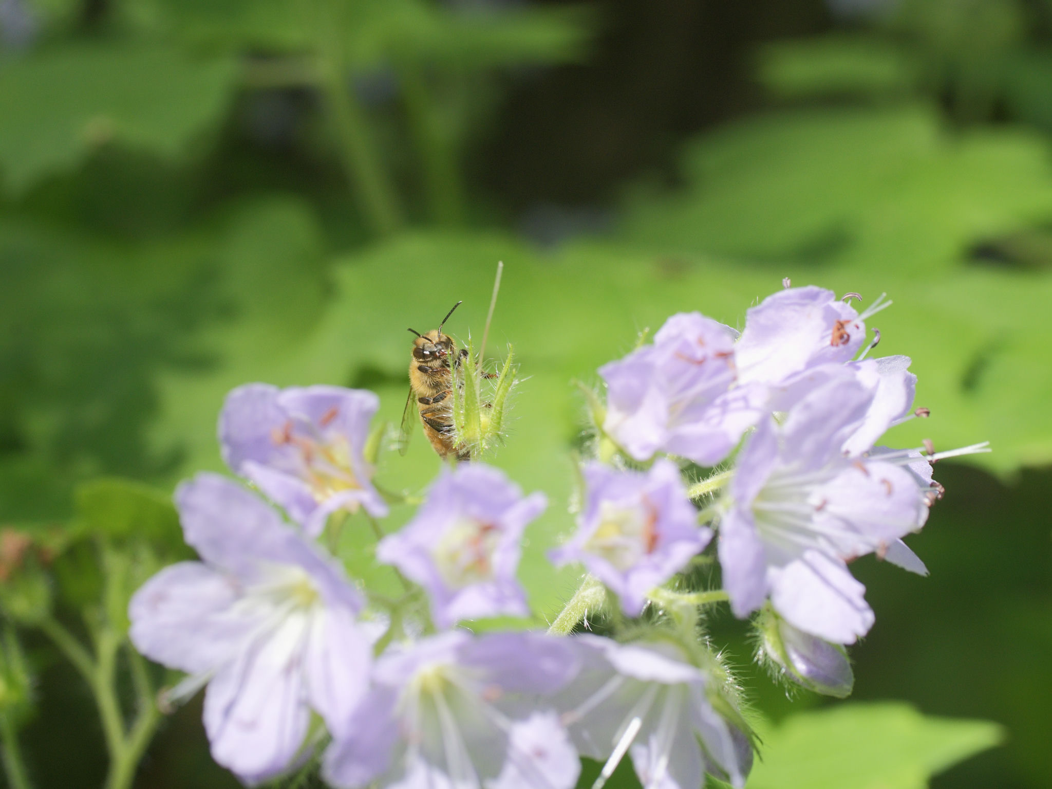 A bee gathering nectar from a flower