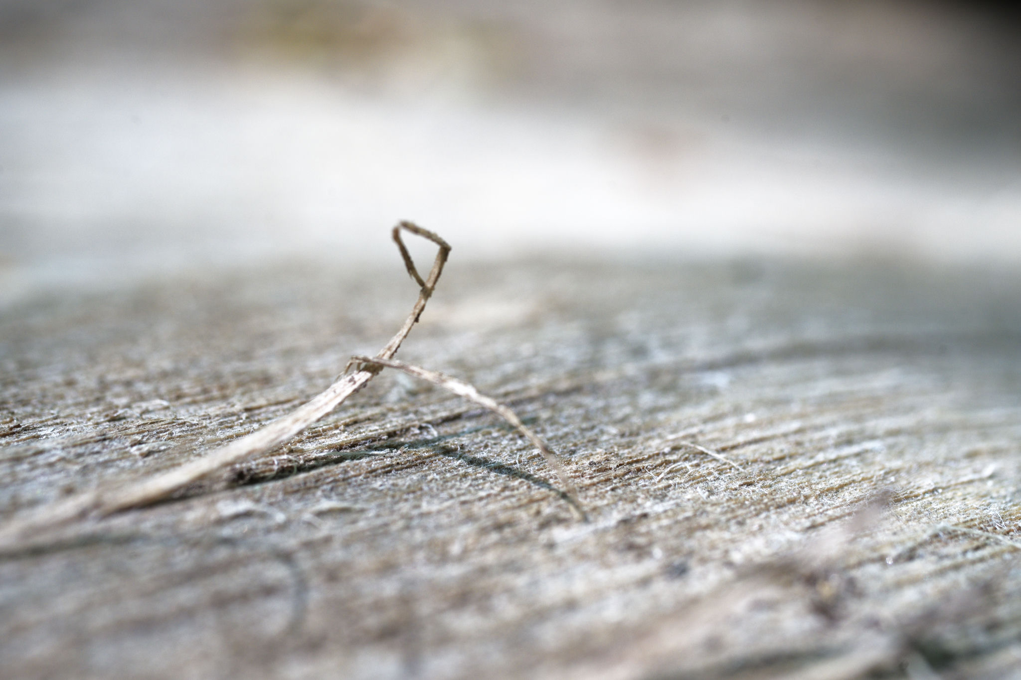 Macro shot of wood
