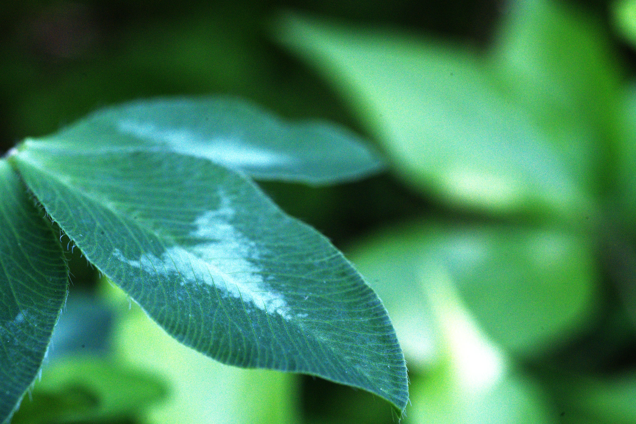 Macro of a leaf with a arrow pattern on it