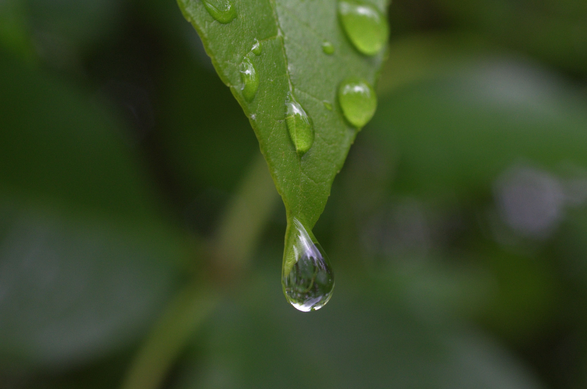 Leaf with a raindrop on it