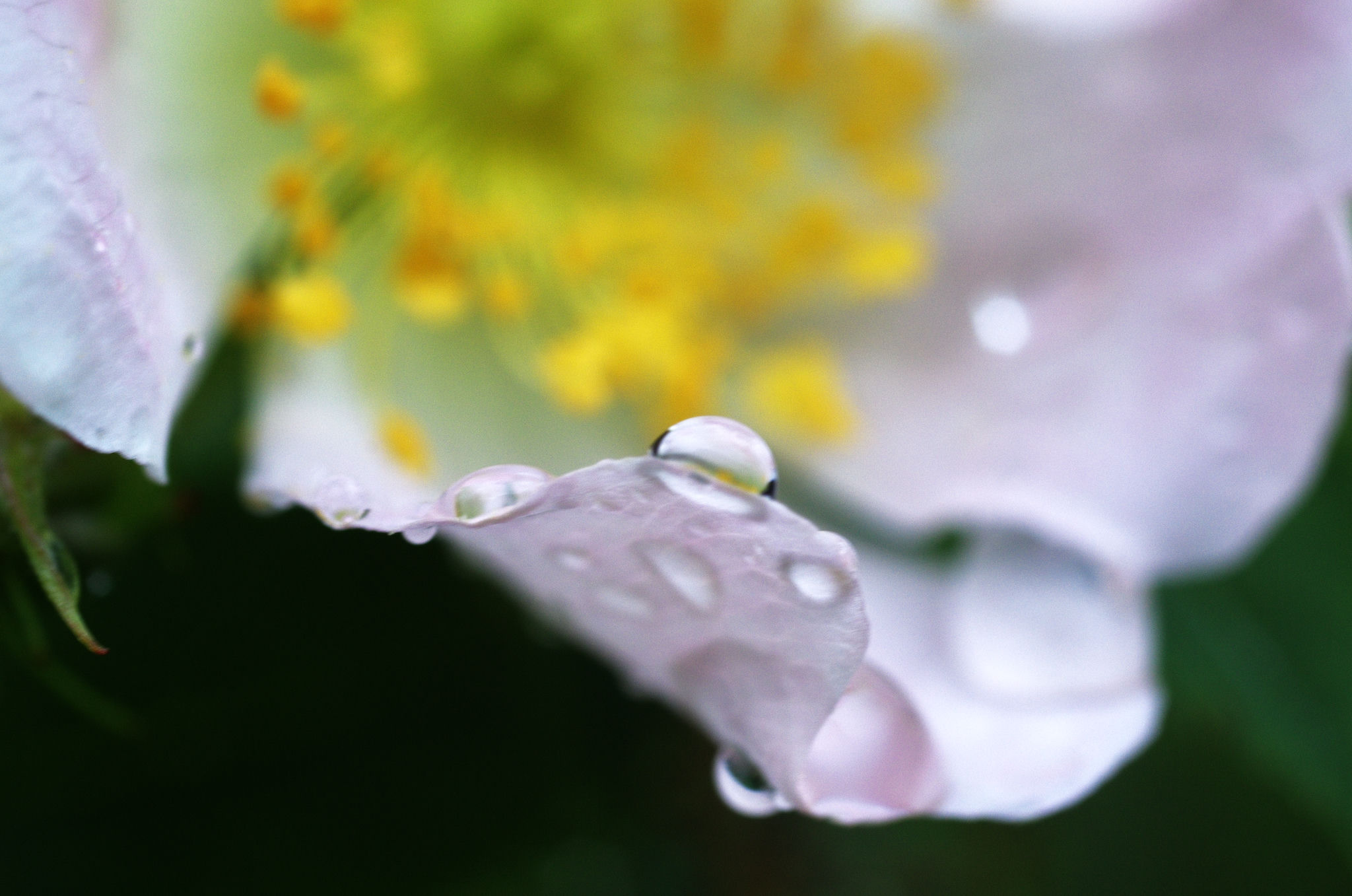 Flower with raindrops