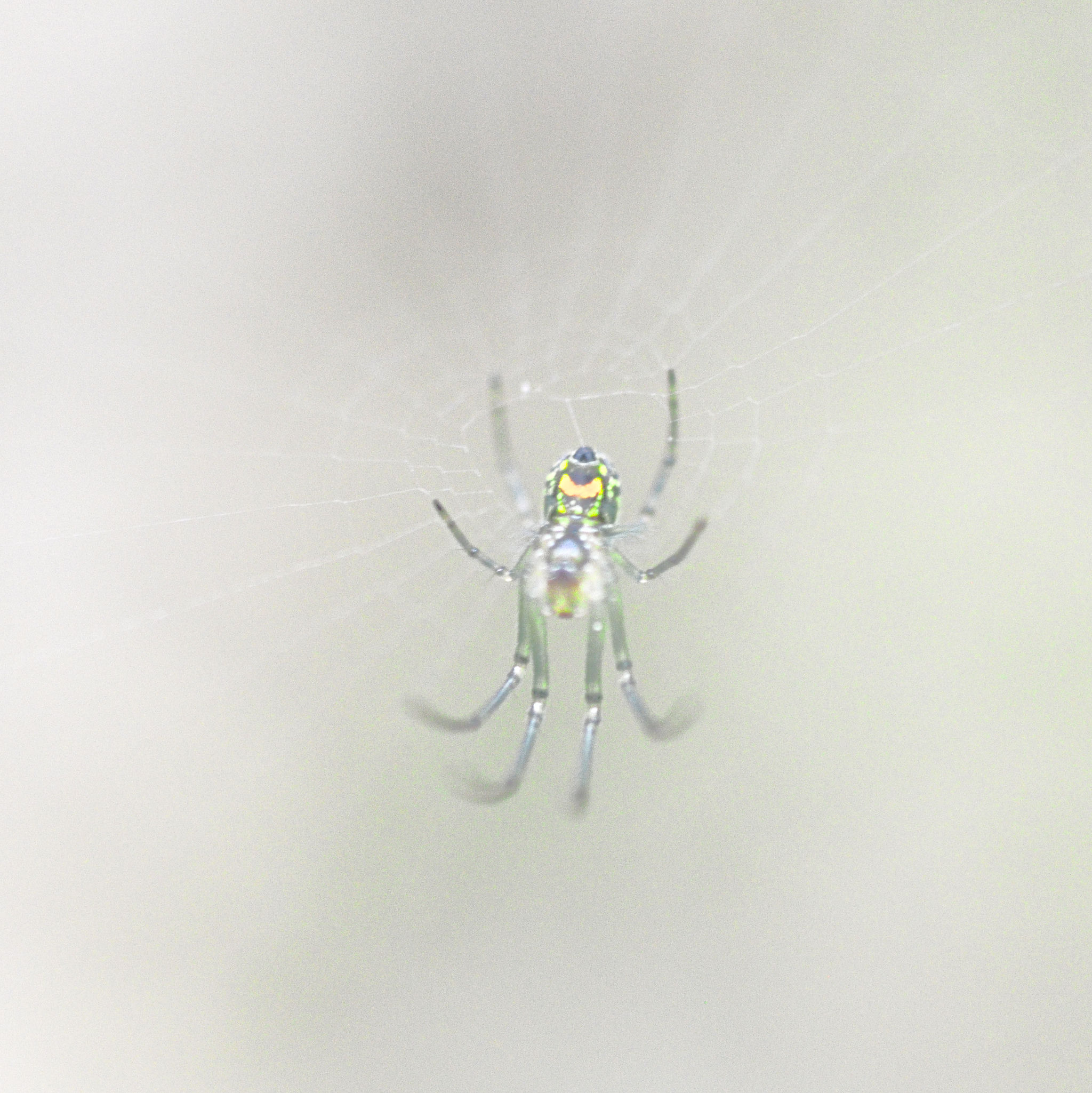 Spider on a web