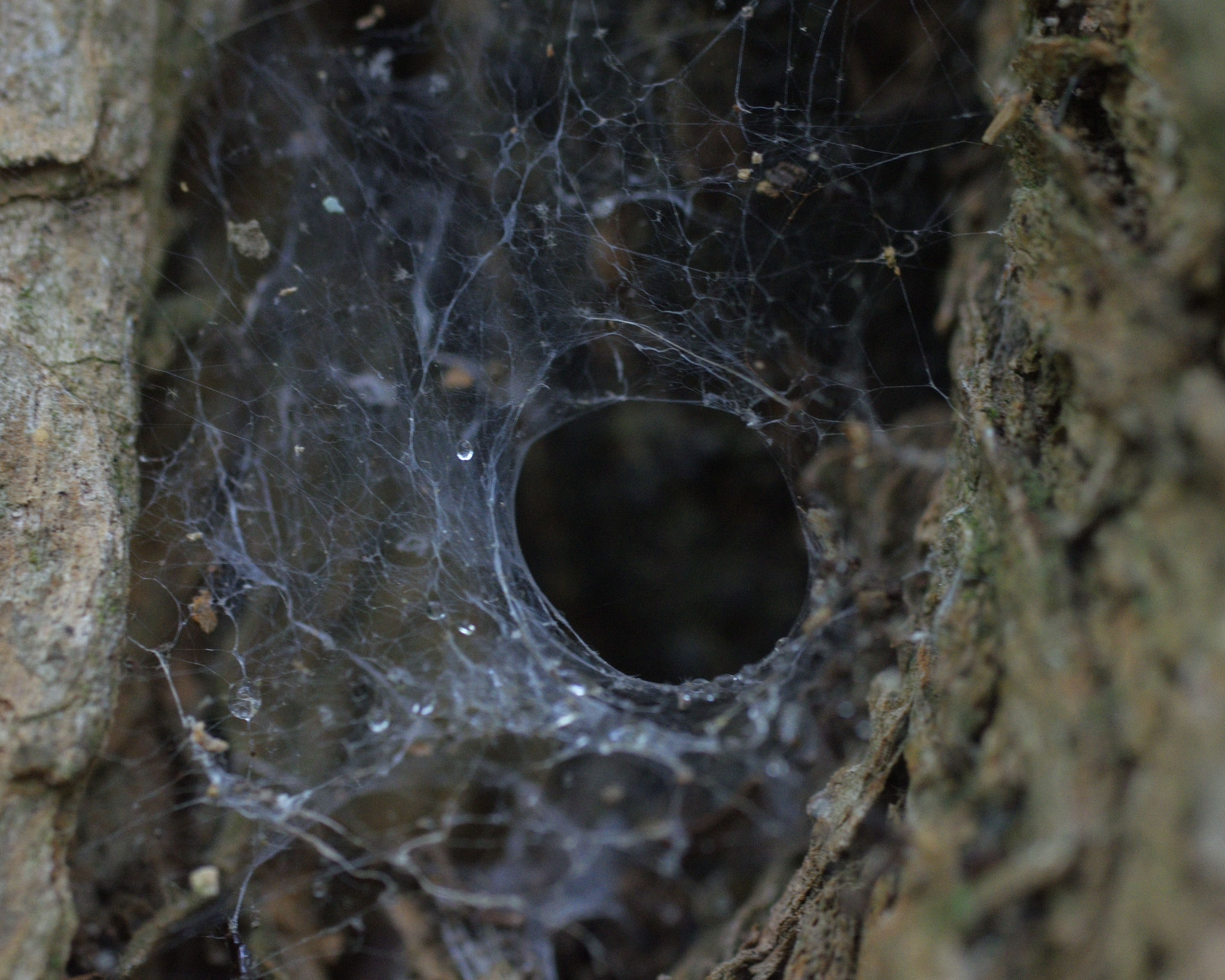Spider web in a tree