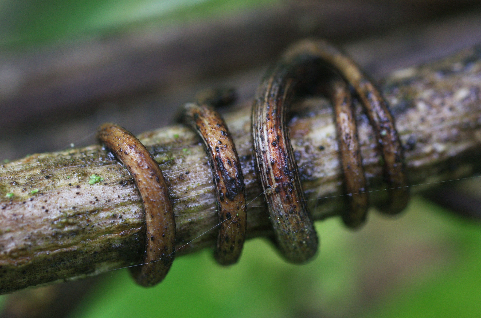 A branch