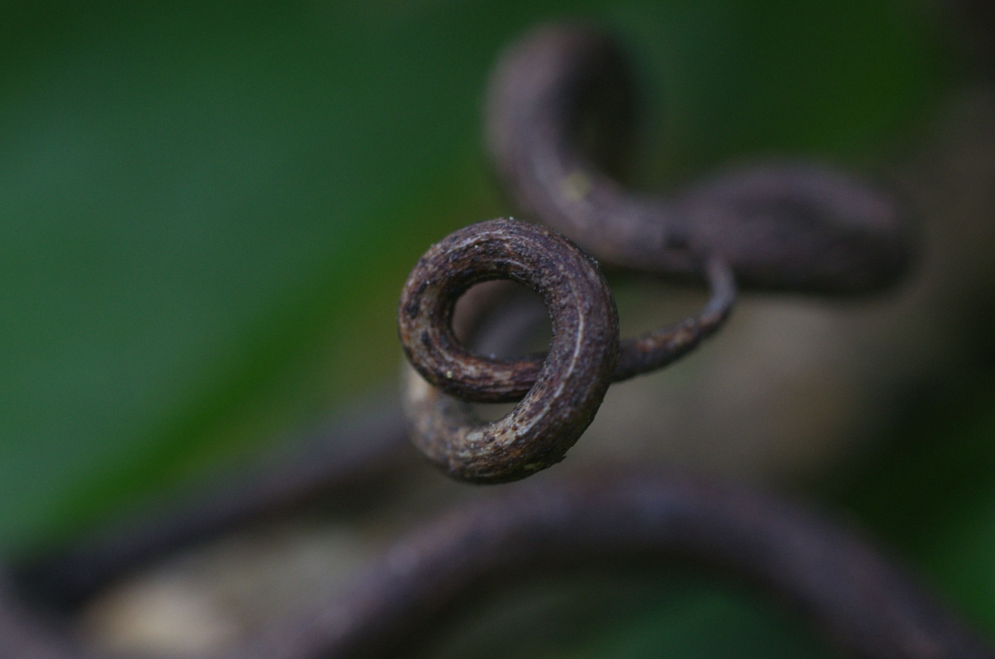A branch