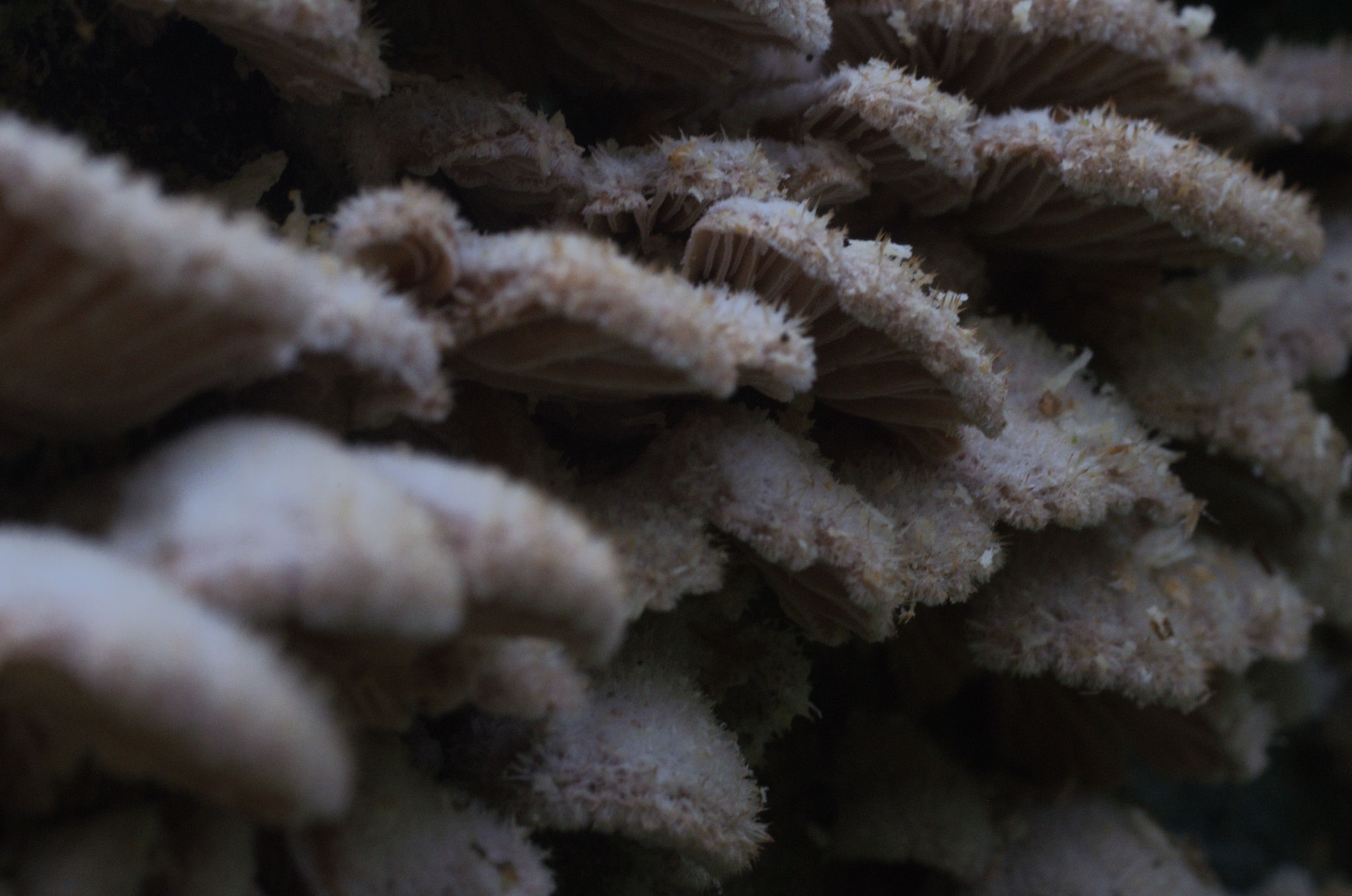 Mushrooms I think