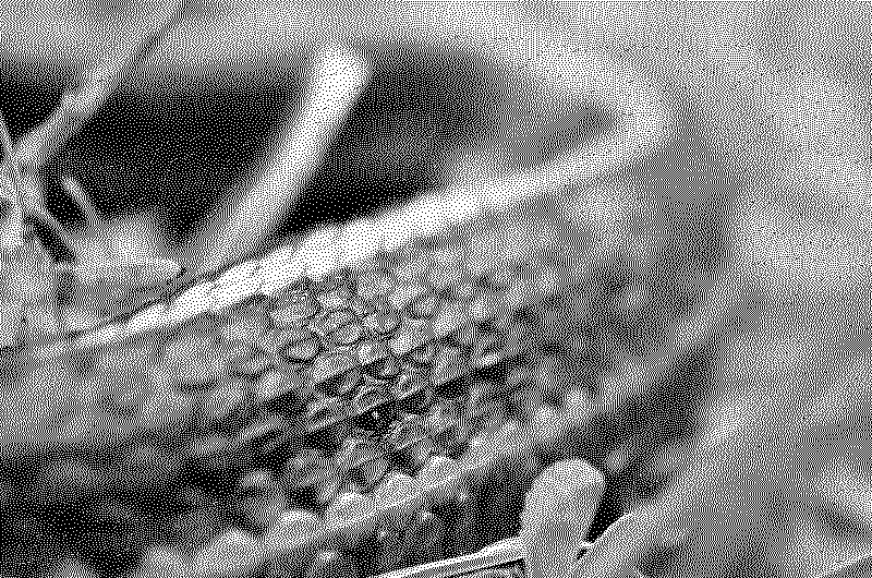 Snake skin