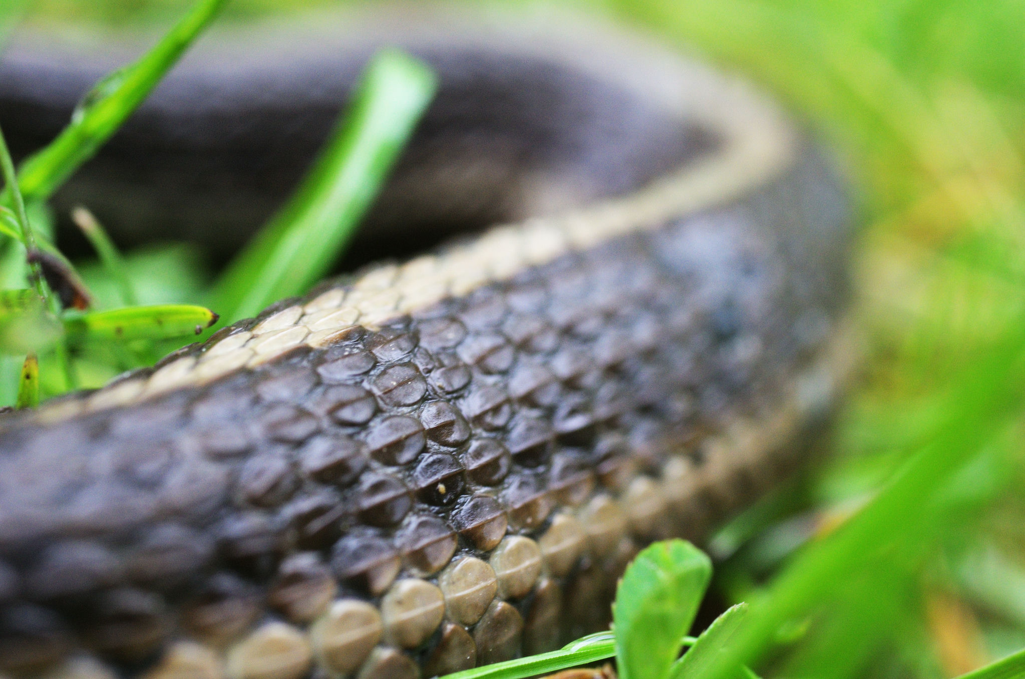 Snake skin