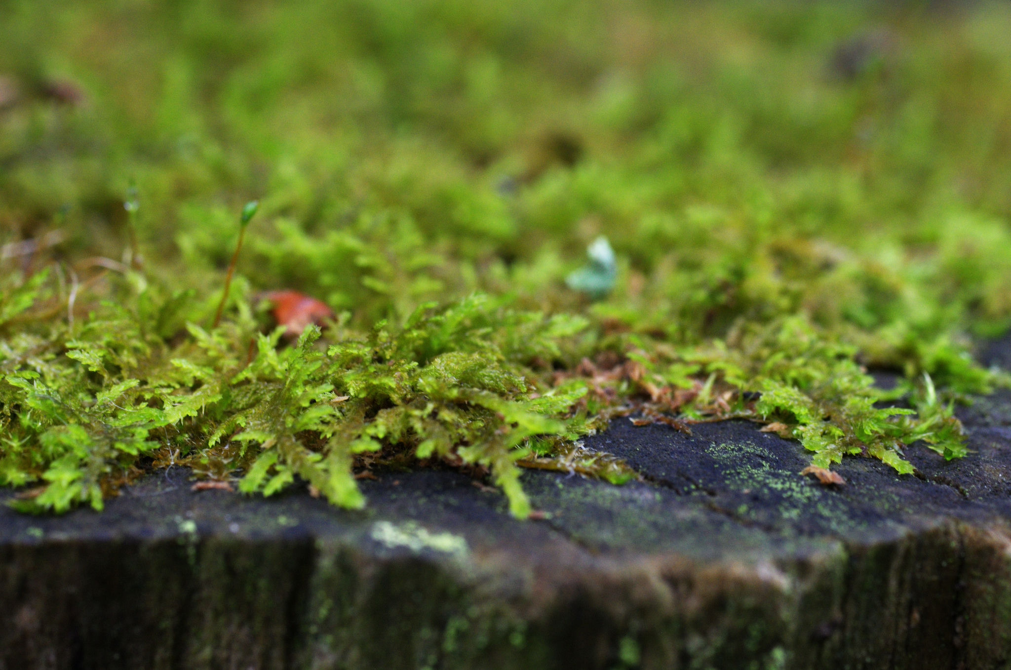 Moss on a tree