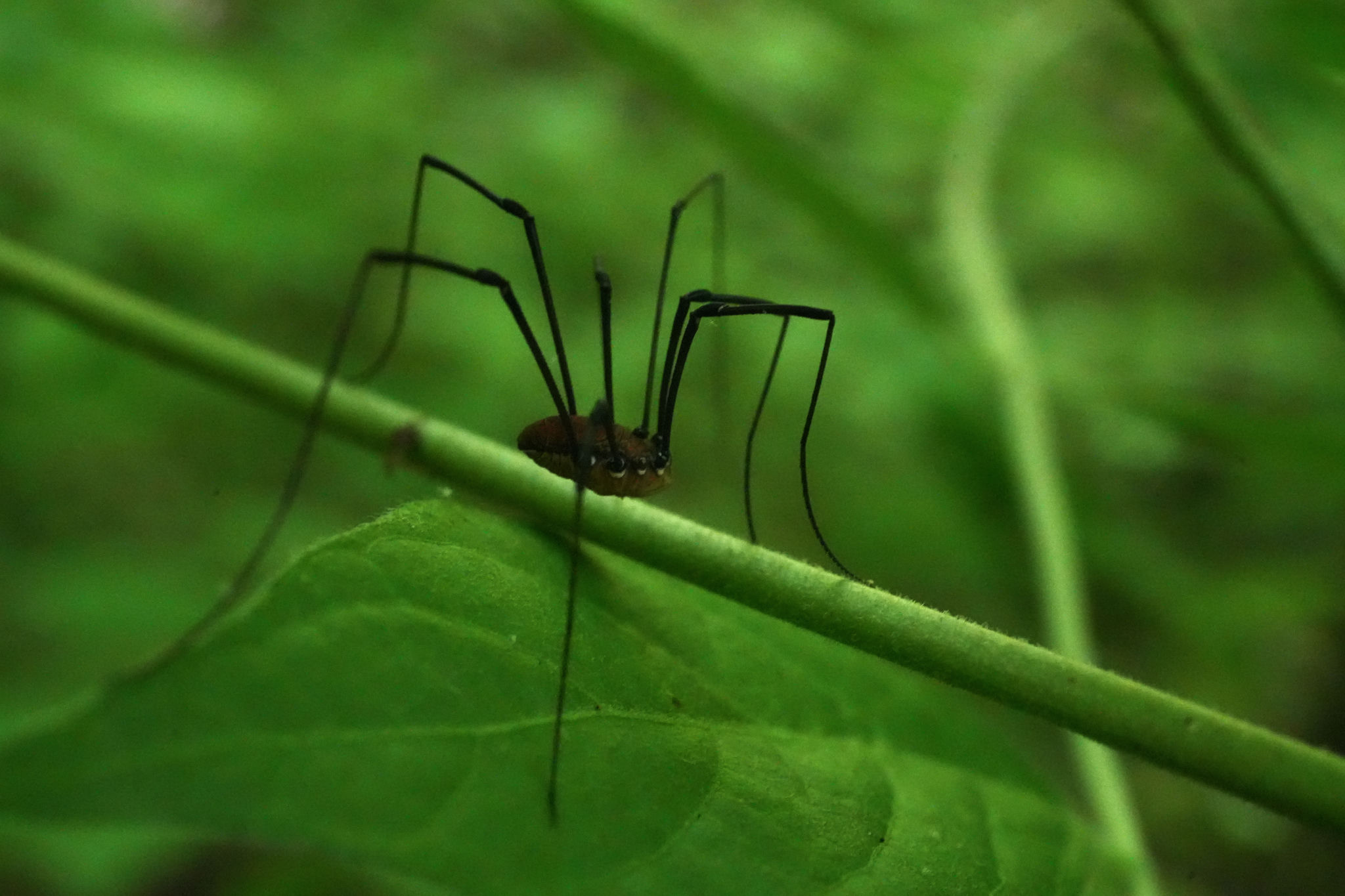 Daddy long legs on a stick