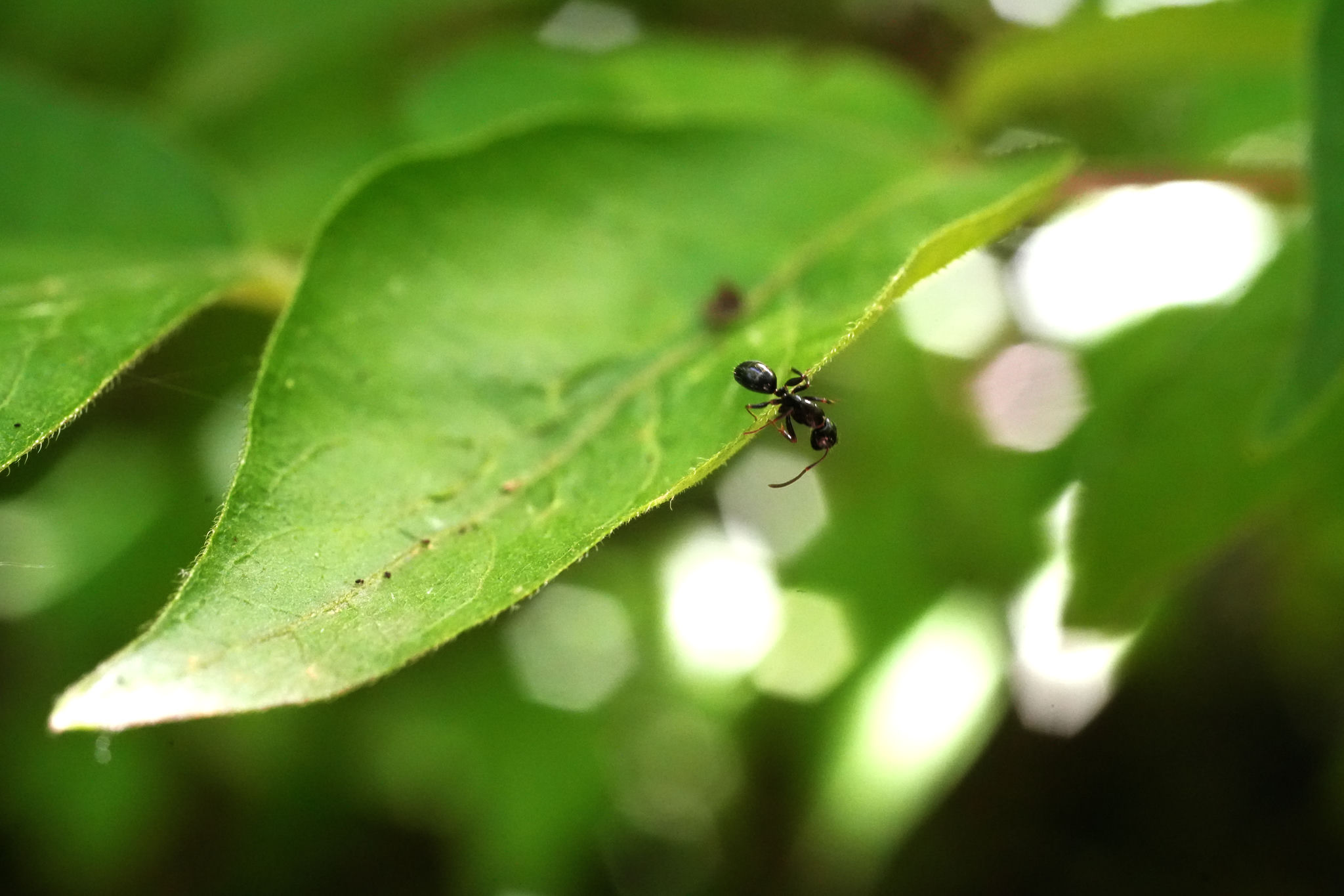 Ant looking over the side of a leaf.
