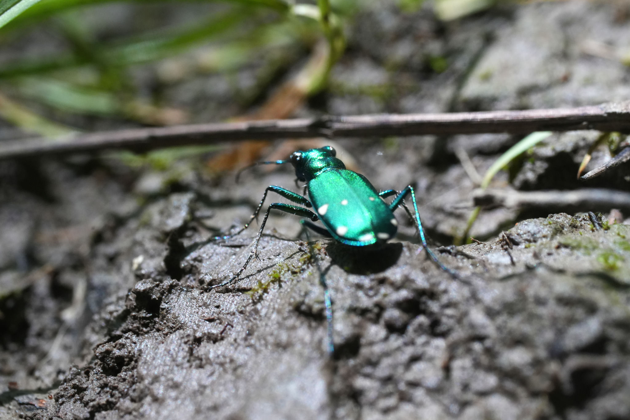Beetle on the ground