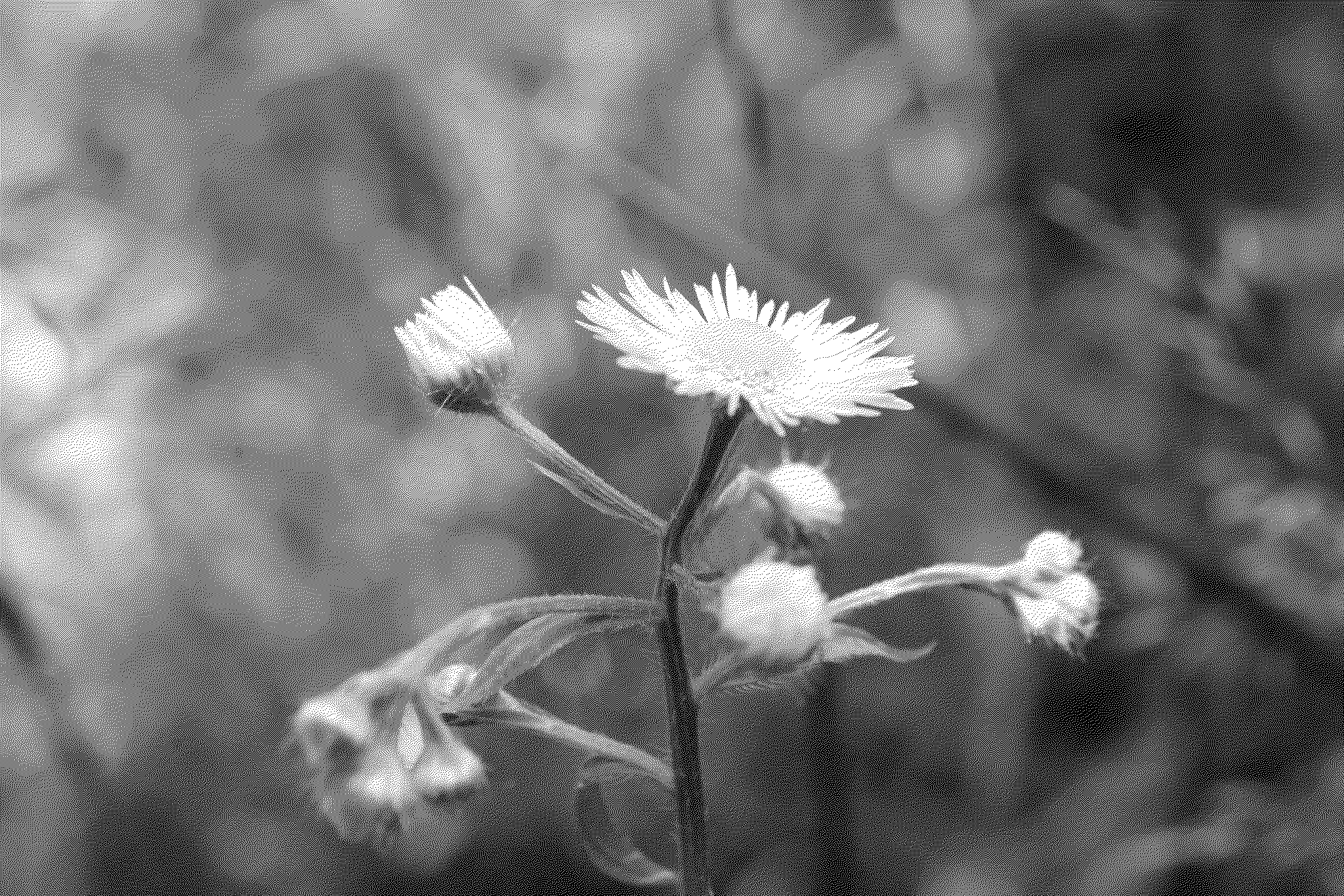 Macro shot of a flower