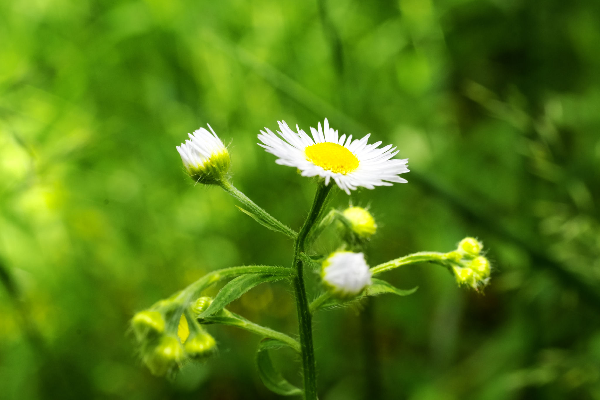 Macro shot of a flower