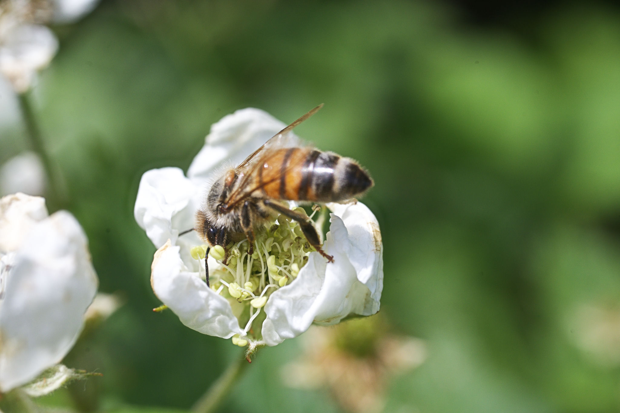 Bee getting pollen from a flower