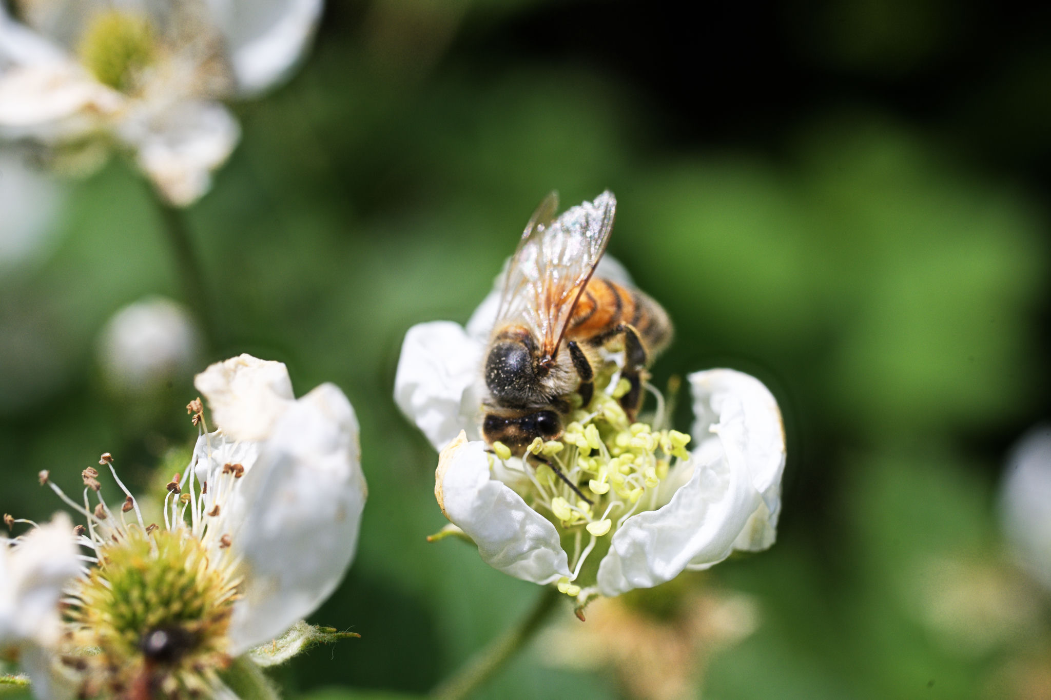 Bee getting pollen from a flower