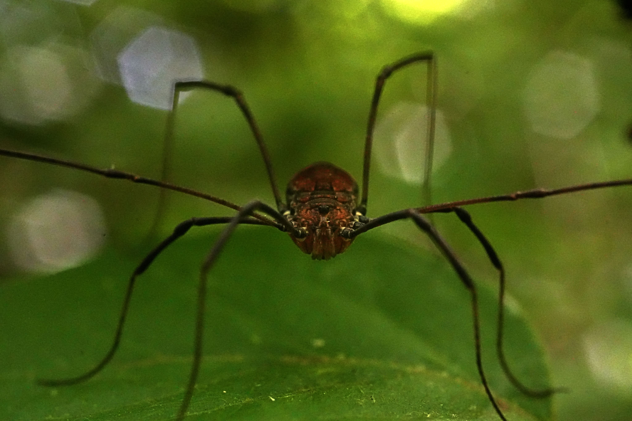 Daddy long legs with his arms in the air.
