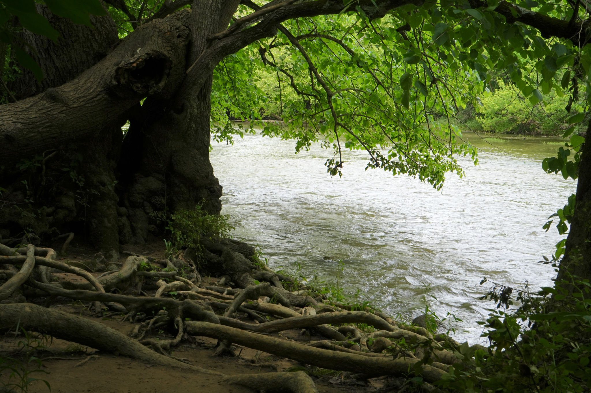 Tree roots visible on the bank of a river.