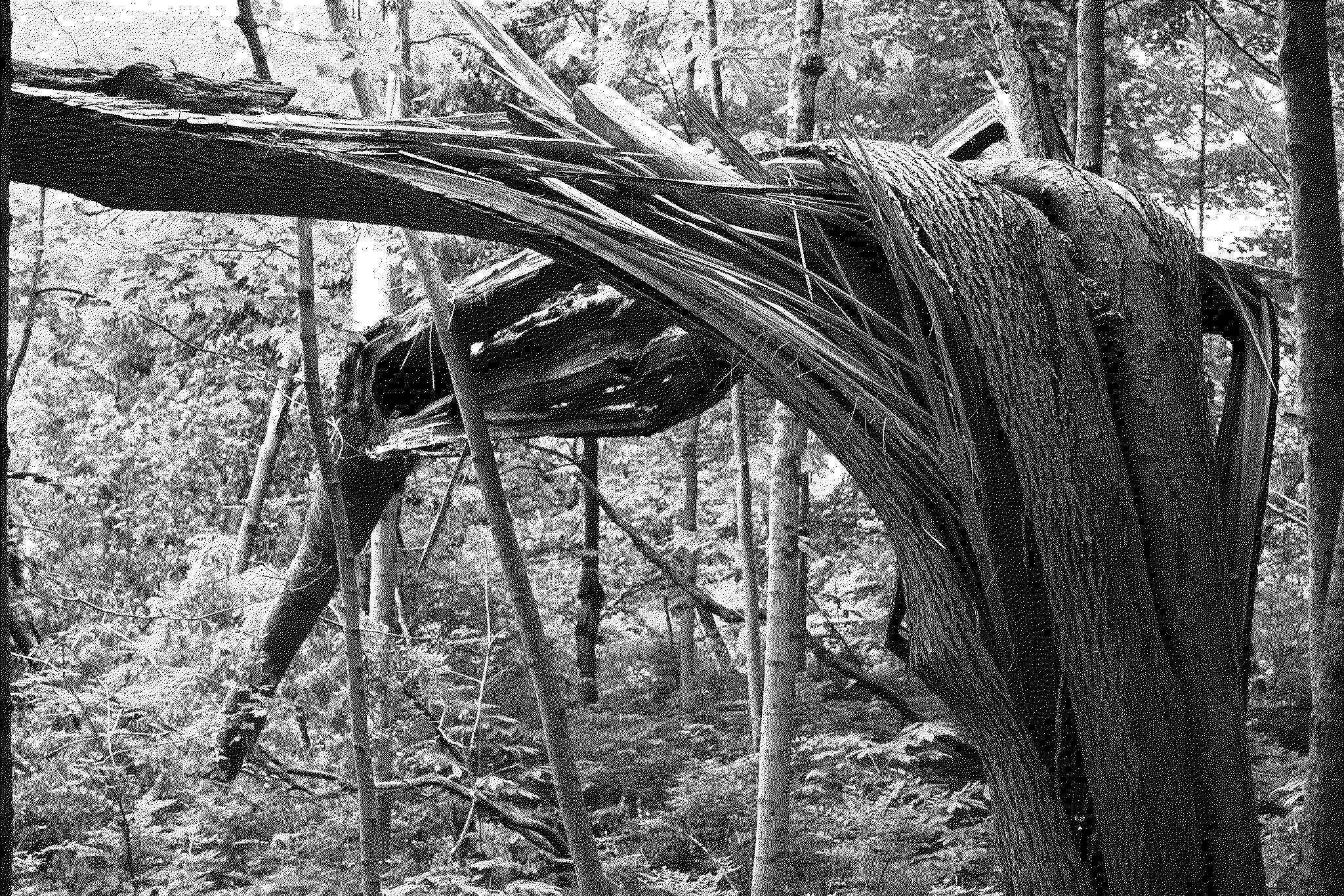 A fallen over tree that splits into two.