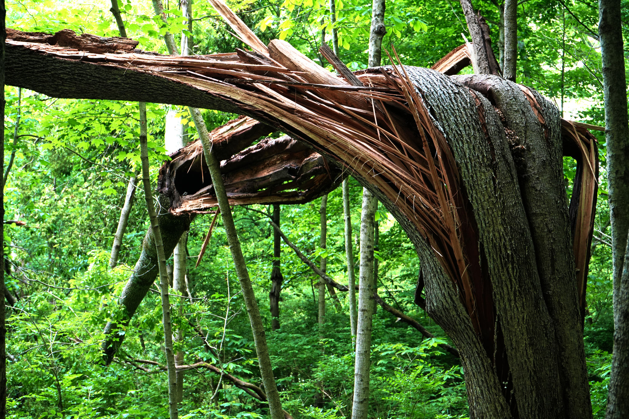 A fallen over tree that splits into two.