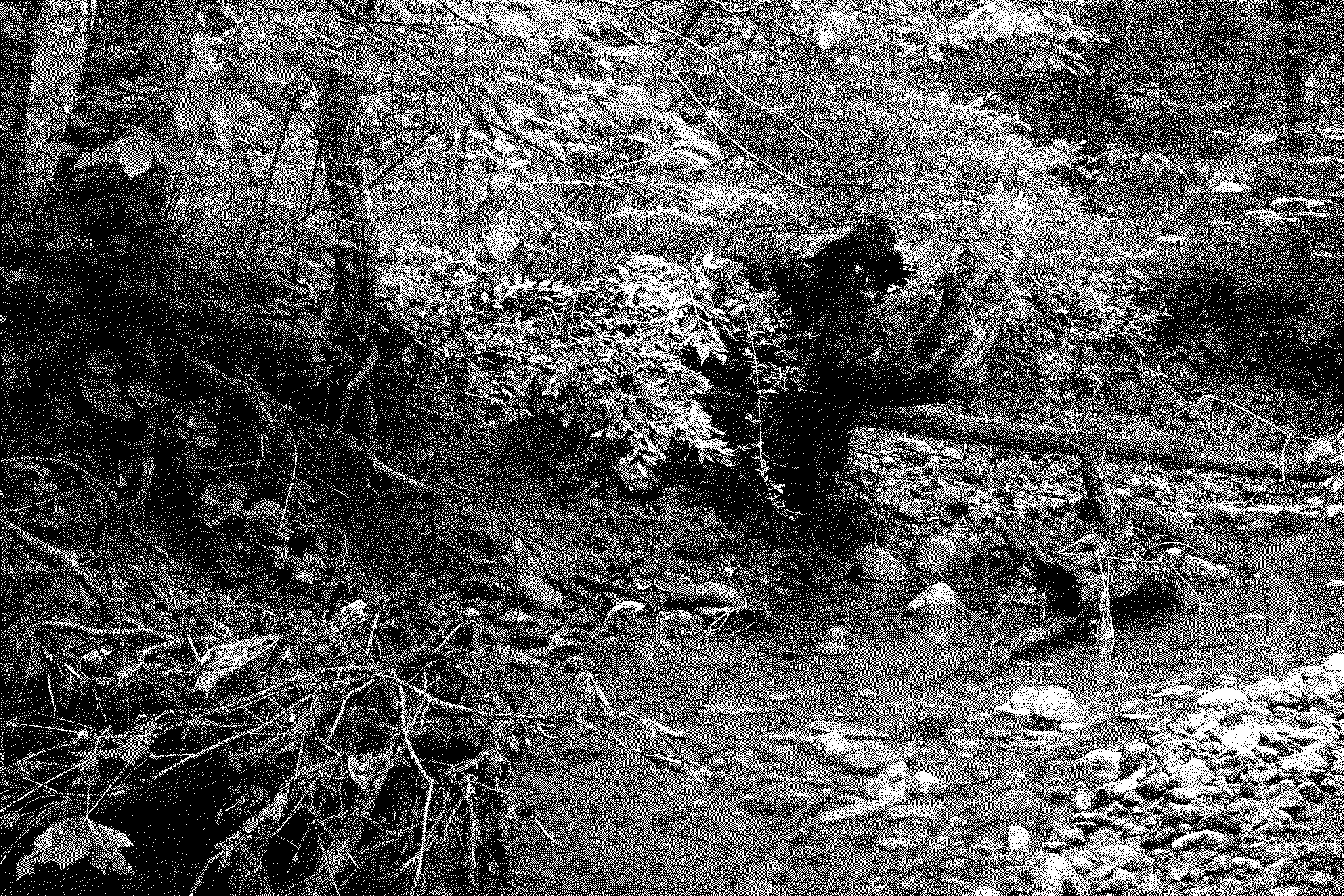 A creek running through the woods
