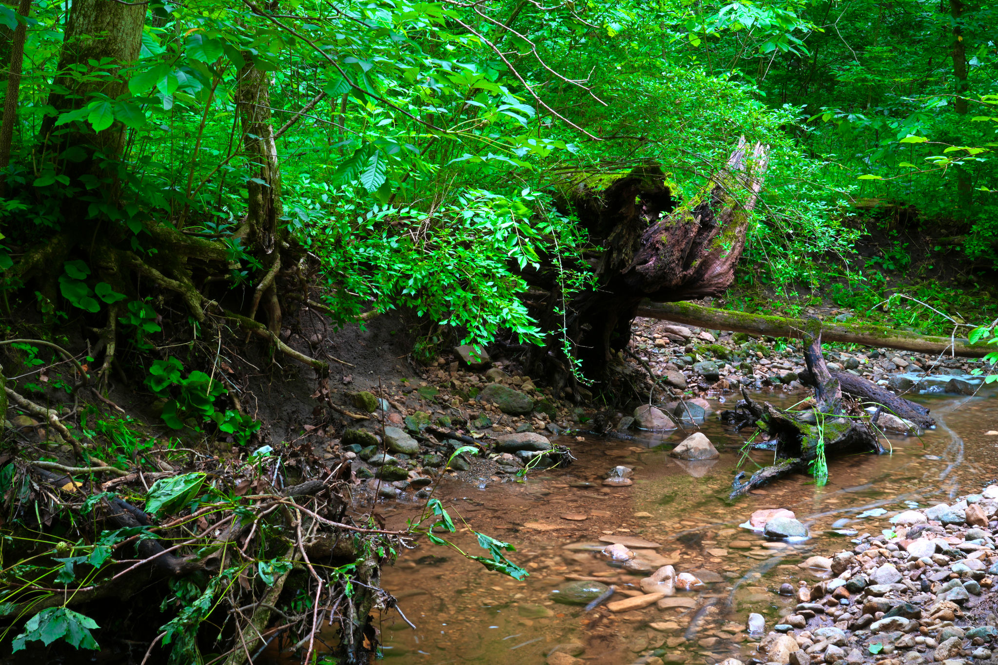A creek running through the woods