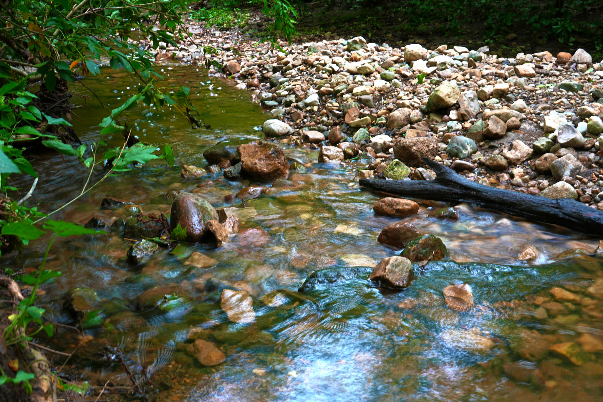 A creek running through the woods